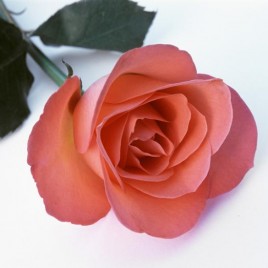 Single long stemmed romantic red rose on white for a sweetheart or lover on Valentines Day or an anniversary